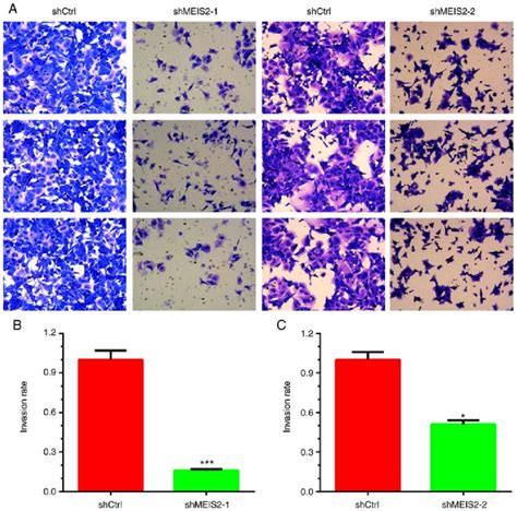 Knockdown Of Meis Suppresses Crc Invasion A A Transwell Matrigel