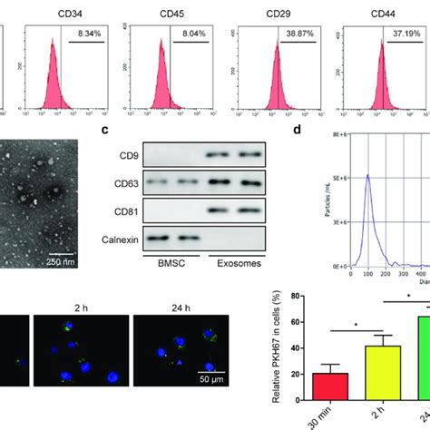 Identification Of Bmsc And Bmsc Derived Exosomes A And B