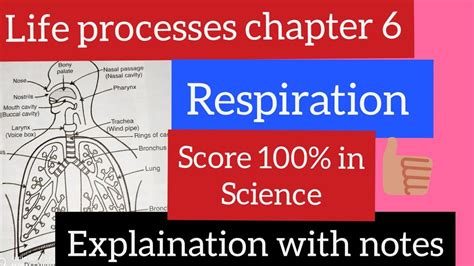 Respiration Class 10 Chapter 6 Life Processes Biology Full Explaination With Notes Science