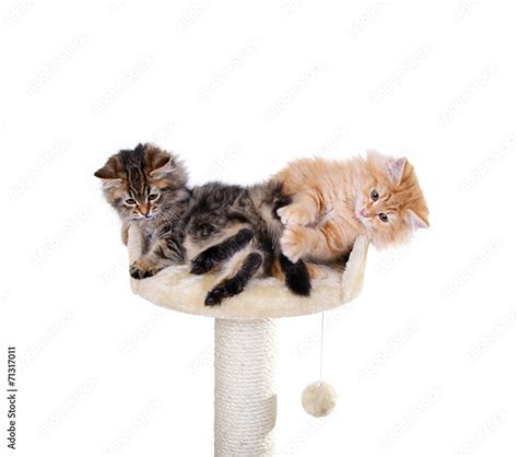 Katzenbabys Auf Dem Kratzbaum Stock Foto Adobe Stock