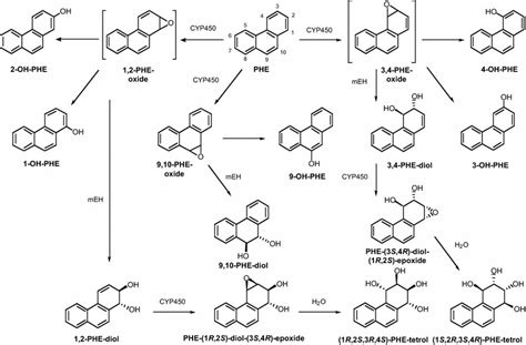 Metabolism Of Phenanthrene Phe Including Pathways Leading To Phenols