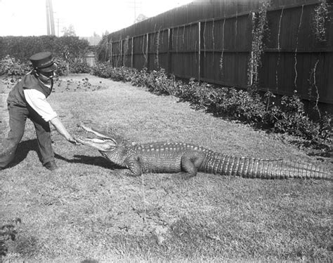 Alligator Farms: 33 Astounding Vintage Photographs