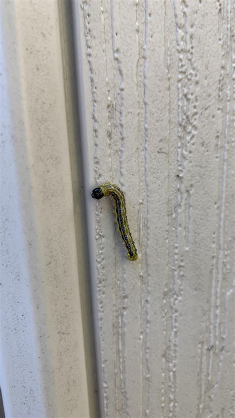 Help identifying these caterpillars : r/insects