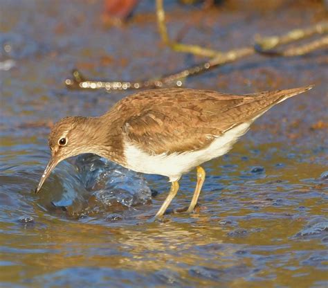 Herts Bird Club 2022 Common Sandpiper Fairlands ADay 24Apr