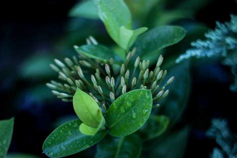 Free Images Tree Nature Branch Leaf Flower Green Botany