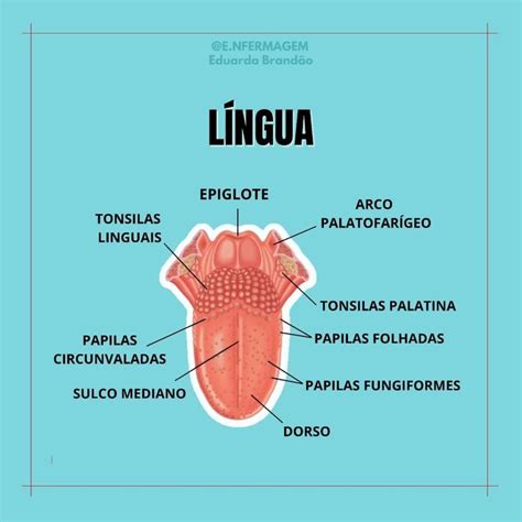 Anatomia Da Língua Anatomia Da Língua Tecnico Em Enfermagem Anatomia