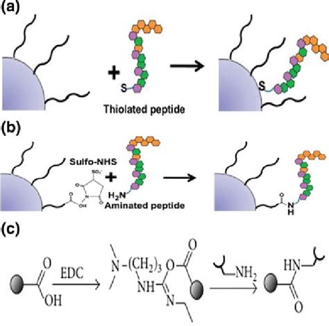 A Direct Attachment Of Biomolecules And B Covalent Bond Attachment