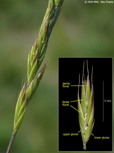 Festuca Trachyphylla Hard Fescue Minnesota Wildflowers