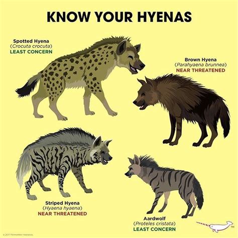 Know Your Hyenas | Hyena, Wild dogs, Animals beautiful