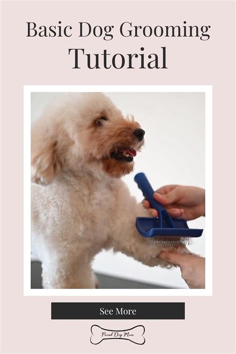 Basic Dog Grooming Tutorial Artofit