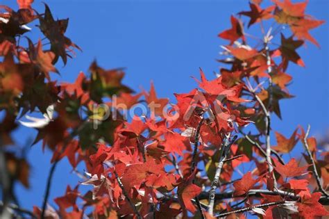 赤く紅葉したモミジバフウ No 22785705｜写真素材なら「写真ac」無料（フリー）ダウンロードok