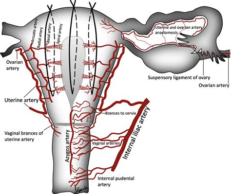 The Large Central Portion Of The Uterus Is Called The