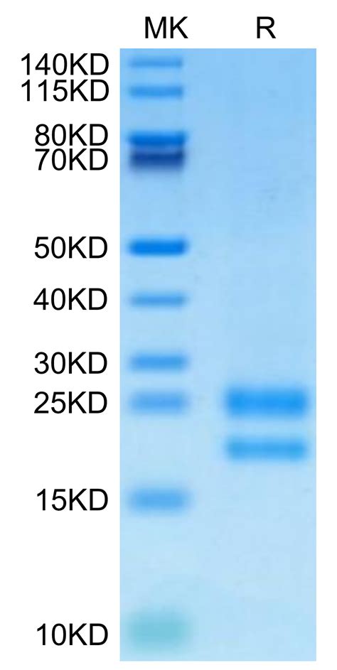 Biotinylated Human Vegf Protein Veg Hm B Kactus