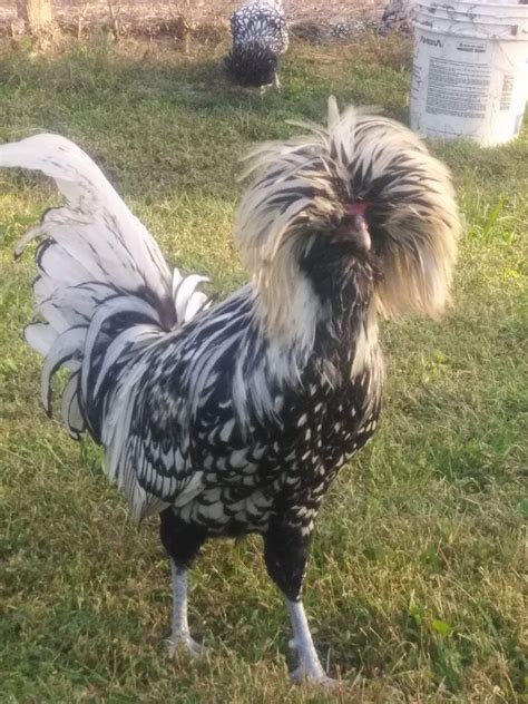 Silver Laced Polish Chicken Baby Chicks For Sale Cackle Hatchery