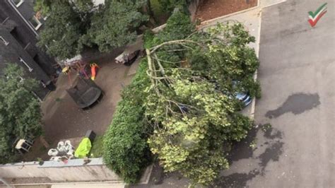 Feuerwehreinsatz Gro Er Baum Auf Autos Feuerwehr Zers Gt Baum