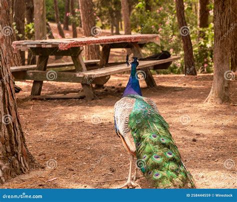 Peafowl Walking In The Plaka Forest Greece Under Sunlight With Trees