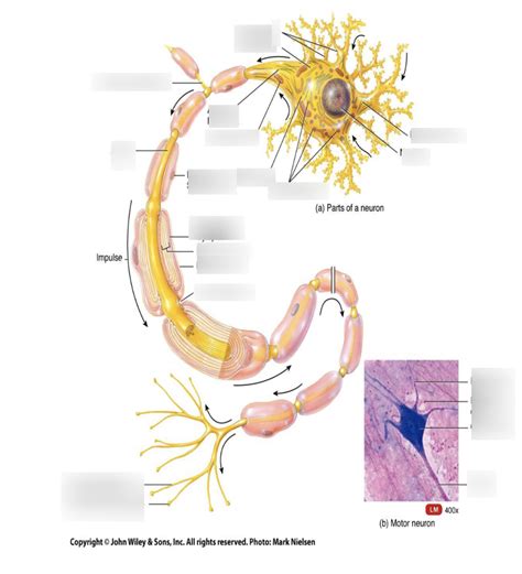 Neuroanatomy Structure: Cell Body and Dendrites Diagram | Quizlet