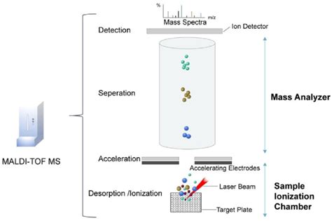 Maldi Tof Mass Spectrometer Target Plate Is Placed In The Vacuum Download Scientific Diagram