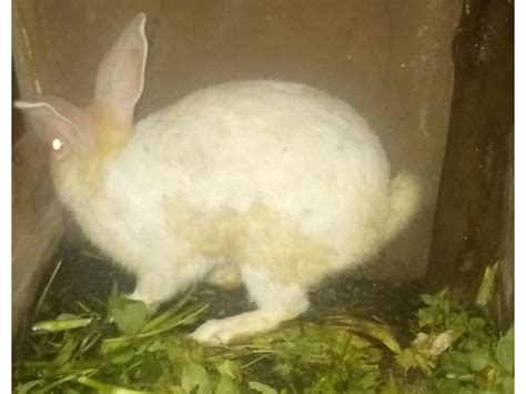 Male rabbit-Hybrid - Mkulima Online