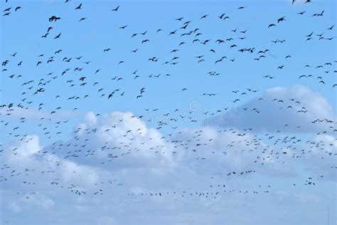 Bird Migration Geese Across Blue Skies Stock Image - Image of birds ...