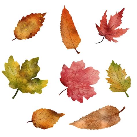 Premium Vector Watercolor Autumn Leaves