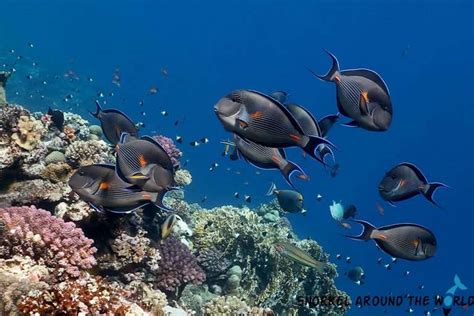 Red Sea Fish Guide With Photos - Most Common Species To See