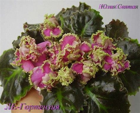 ЛЕ-Гортензия (Е.Лебецкая). Крупные, махровые ярко-розовые цветы с ...
