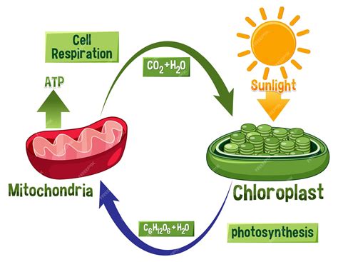 Premium Vector | Photosynthesis and cellular respiration diagram