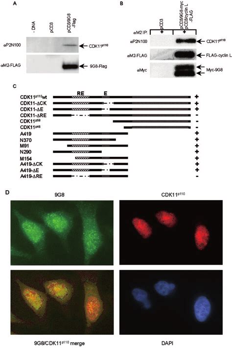 CDK11 p110 interacts with 9G8 in vivo. A, the endogenous CDK11 p110 ... 