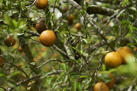 Spraying Antibiotics To Fight Citrus Scourge Doesnt Help Study Finds