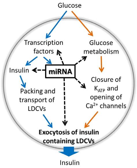 Genes Free Full Text Regulation Of Pancreatic Beta Cell Stimulus