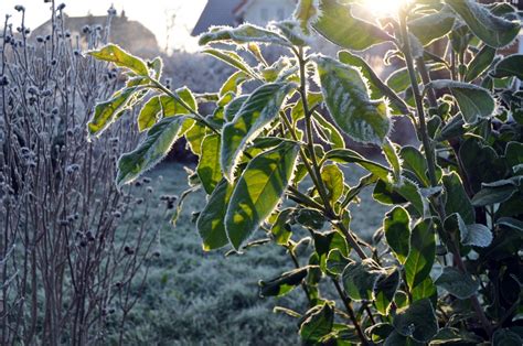 Gratis billeder træ afdeling kold vinter eng frugt blad blomst