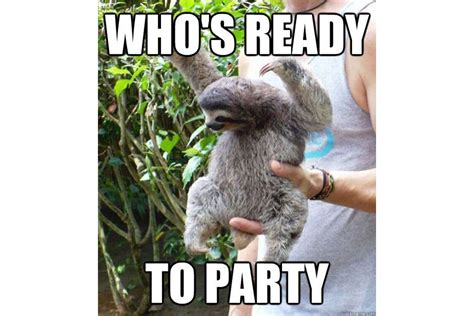 The 8 Best Sloth Memes