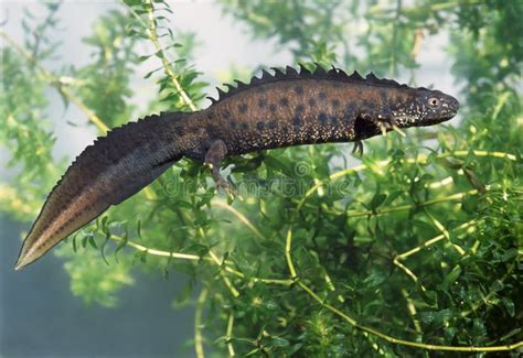 Great Crested Newt stock image. Image of spring, underwater - 5237813