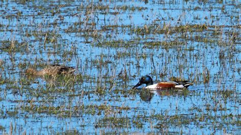 Couple De Canards Souchets M Le Dont La T Te A Des Reflets Flickr