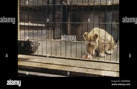 Lion feeding zoo Stock Videos & Footage - HD and 4K Video Clips - Alamy