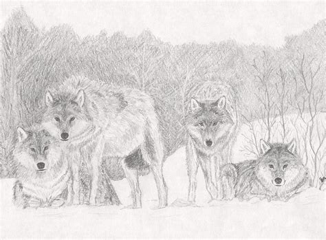 Wolf Pack Drawing by Stephen Brissette