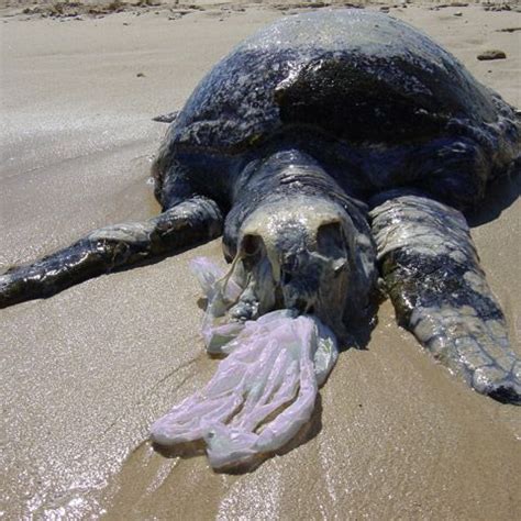 Endangered Sea Animals Because Of Pollution