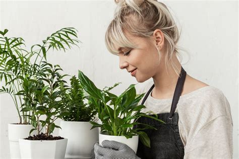 Plantes Vertes D Int Rieur Comment Les Entretenir Instant Maison