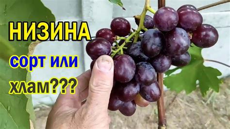 🔴🔴Виноград НИЗИНА, стоит садить или нет / Треск винограда Низина - YouTube