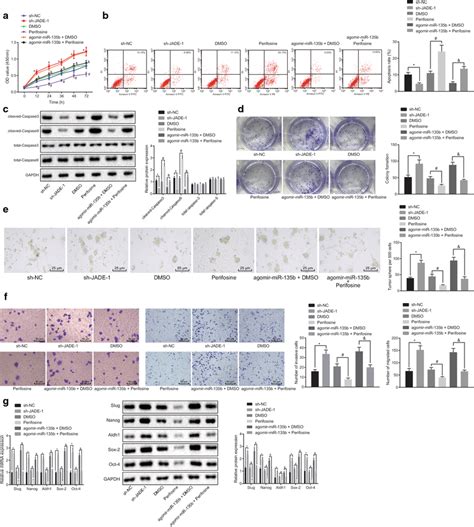 Mir B Activates Akt Mtor Pathway To Promote Cell Proliferation And