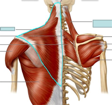 Chapter Muscles Of The Scapula Clavicle Flashcards Quizlet