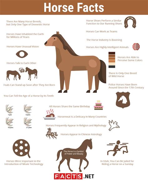 Top 20 Horse Facts - History, Breeds, Habits & More | Facts.net