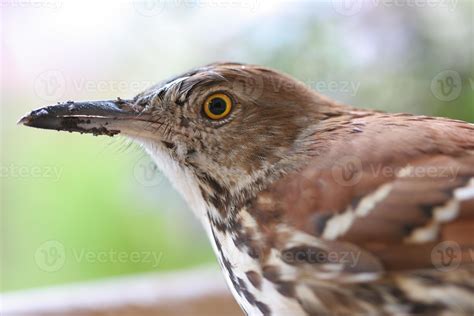 Brown Thrasher Close Up 837345 Stock Photo At Vecteezy