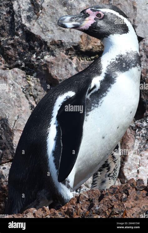 Portrait Of A Humboldt Penguin Spheniscus Humboldti On The Ballestas