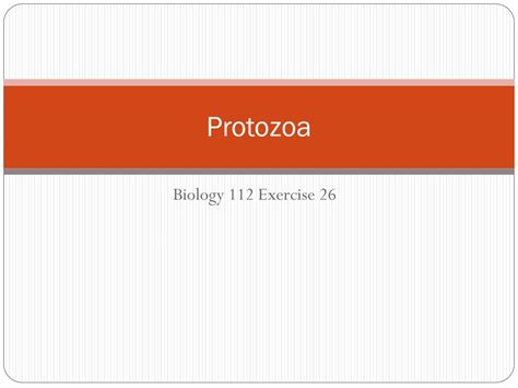 Ppt Protozoa Powerpoint Presentation Free Download Id5466307