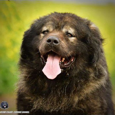 Sirious Black Balkan Master Balkan Master Kennel