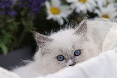 Ragdoll Kittens Frolicking in Grass Are a Dose of Instant Sunshine - Parade Pets