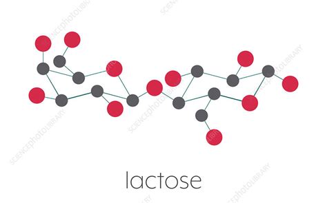 Structure Of Lactose