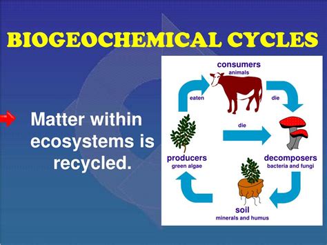 PPT - BIOGEOCHEMICAL CYCLES PowerPoint Presentation, free download - ID ... 